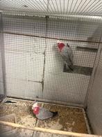 Couple Cacatoès rosalbin, Dieren en Toebehoren