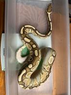 Vrouw lesser triple het clown/albino/axanthic 565 gram, Dieren en Toebehoren