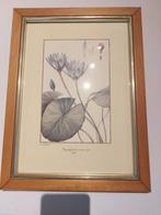 Gravure botanische bloemen. Pierre-joseph Redouté, Ophalen of Verzenden