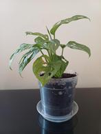 Monstera adansonii Mint, Huis en Inrichting, Ophalen of Verzenden