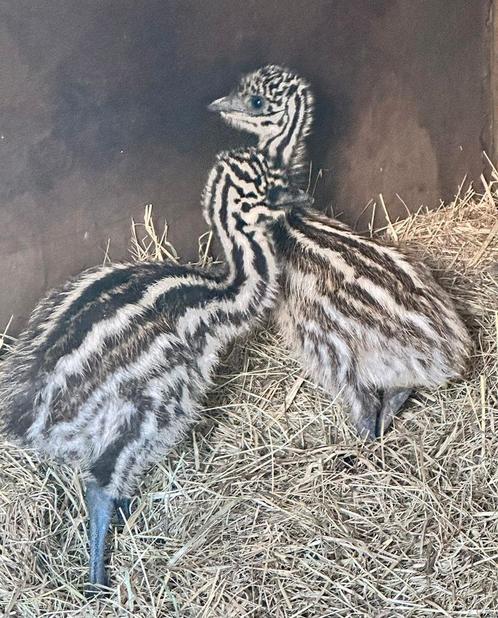 Emoe kuikens, Dieren en Toebehoren, Pluimvee