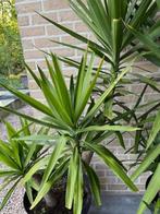 yucca, Ophalen, Halfschaduw, In pot, Yucca