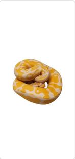 Ball python lavender albino excalibur line, Dieren en Toebehoren