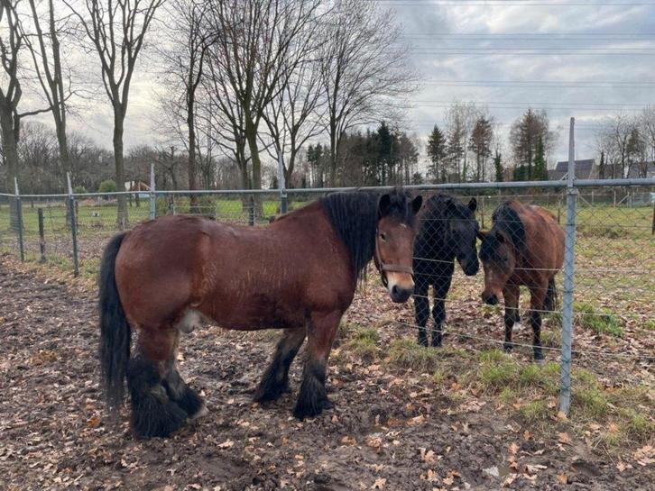 TREK paard ardense, Dieren en Toebehoren, Paarden, Ruin, 160 tot 165 cm, Recreatiepaard, Ontwormd, Ingeënt