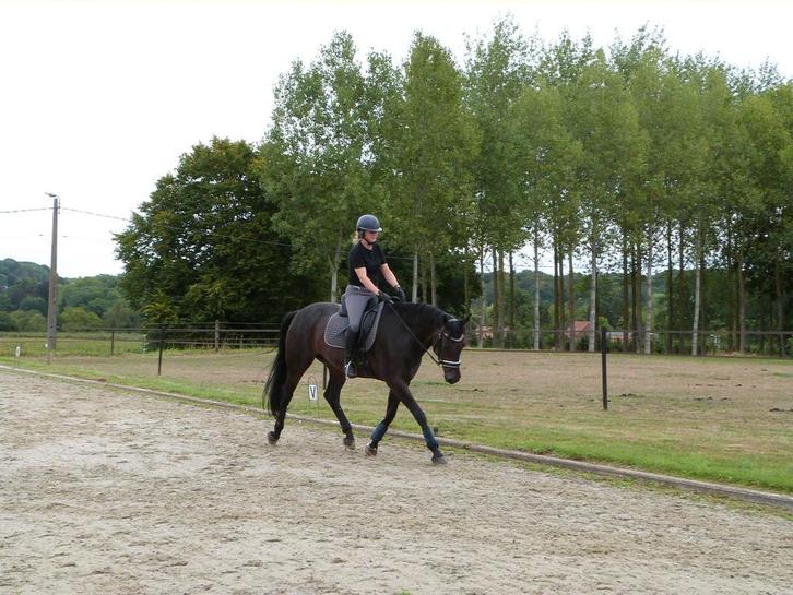 Gediplomeerd lesgever dressuur, Dieren en Toebehoren, Paarden