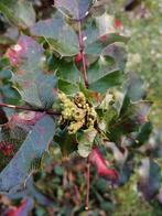 mahonia jeune plante, Ophalen of Verzenden
