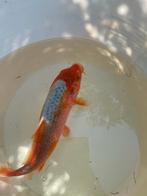 Koi hi-asagi, Karper of Koi