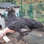 Hmong hennen/kippen, Dieren en Toebehoren, Pluimvee, Kip