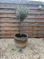 Olijfboom met mooie pot, Tuin en Terras, Ophalen, Olijfboom