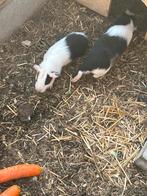 Jonge Cavia beertjes, Dieren en Toebehoren, Juni, Mannelijk