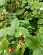 Bosaardbei (vaste plant), Tuin en Terras, Ophalen, Vaste plant