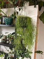 Rhipsalis, Ophalen
