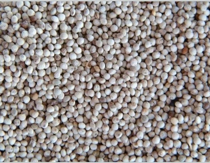 Perilla Wit 500 gram - Enkelvoudige zaden - Winkel en Websho, Dieren en Toebehoren, Vogels | Toebehoren, Nieuw, Ophalen