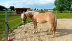 Bijrijder gezocht, Dieren en Toebehoren, Paarden