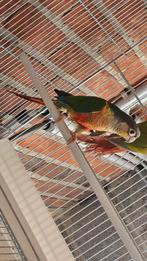 Pyrrhura molinae, Dieren en Toebehoren, Vogels | Parkieten en Papegaaien, Meerdere dieren, Parkiet, Geringd