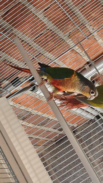 Pyrrhura molinae beschikbaar voor biedingen