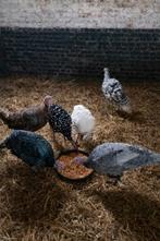 Kalkoenen, Dieren en Toebehoren, Meerdere dieren, Kalkoen