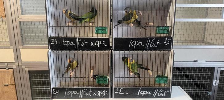 pruimkopparkieten, pruimkoppen, Dieren en Toebehoren, Vogels | Parkieten en Papegaaien, Parkiet, Geringd