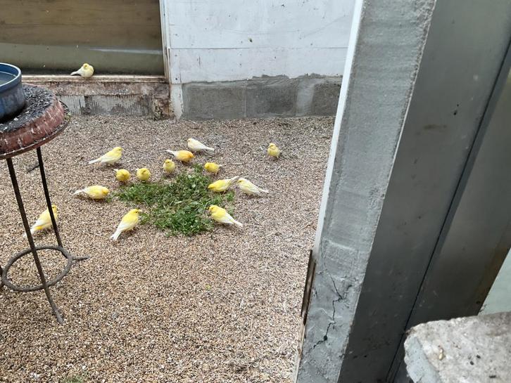 te koop aangeboden kanaries kweek 2025, Animaux & Accessoires, Oiseaux | Canaris, Canari chanteur, Sexe inconnu