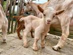 Lammetjes + mama :), Meerdere dieren, 0 tot 2 jaar, Geit