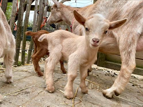 Lammetjes + mama :), Dieren en Toebehoren, Schapen, Geiten en Varkens, Geit, Meerdere dieren, 0 tot 2 jaar