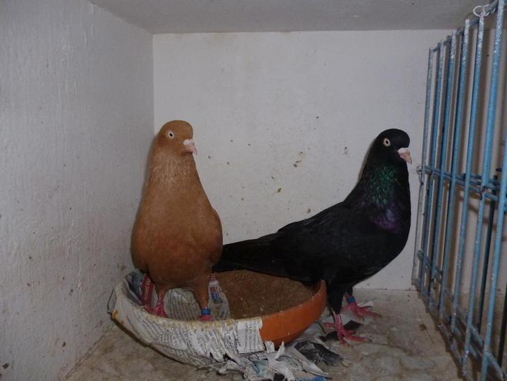 Belgische tuimelaars, Dieren en Toebehoren, Vogels | Duiven, Tuimelaar of Roller, Meerdere dieren