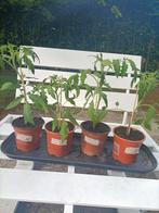 Tomatenplanten, Tuin en Terras, Planten | Tuinplanten, Ophalen, Volle zon, Groenteplanten, Eenjarig