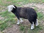 Herdwick schaap, Dieren en Toebehoren, Mannelijk, Schaap, 0 tot 2 jaar
