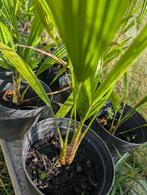 palmboom, Tuin en Terras, Ophalen, In pot, Palmboom, Minder dan 100 cm