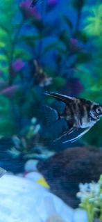 Maanvissen, Dieren en Toebehoren, Vissen | Aquariumvissen