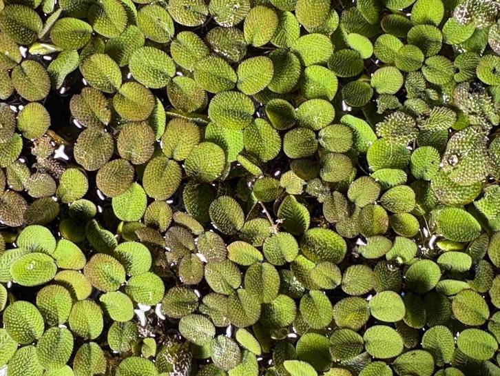 Salvinia minima – drijfplant voor aquarium/vijver, Dieren en Toebehoren, Vissen | Aquaria en Toebehoren, Nieuw, Plant(en), Steen of Hout