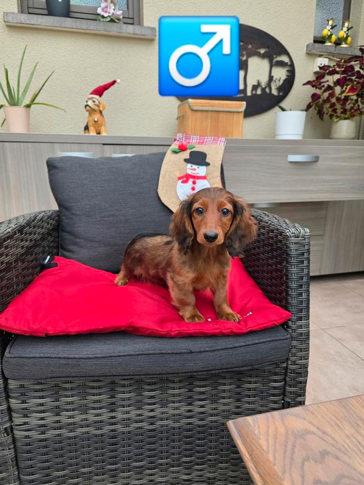 mooie langhaar teckel pup, Dieren en Toebehoren, Honden | Teckels en Dashonden, Reu, Langhaar, Dwerg, Fokker | Professioneel, Eén hond