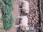 Mouton, Dieren en Toebehoren, Schapen, Geiten en Varkens, Meerdere dieren, Schaap, 0 tot 2 jaar