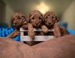 Poedel puppy's, Dieren en Toebehoren, Honden | Chihuahua's en Gezelschapshonden, Poedel, België, Fokker | Hobbymatig, Reu