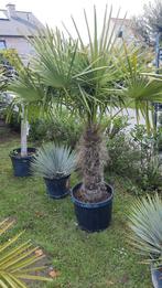 Palmbomen trachycarpus fortunei!, Ophalen