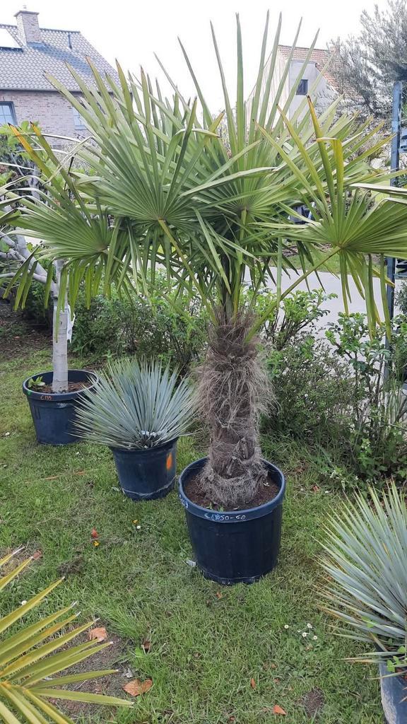 Palmbomen trachycarpus fortunei!, Tuin en Terras, Planten | Bomen, Ophalen