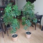 2 plastic planten., Ophalen, Plastic