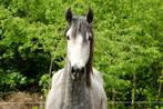Pre ruin met carta, Animaux & Accessoires, Chevaux, Cheval de dressage, Hongre, Débourré, Avec pedigree