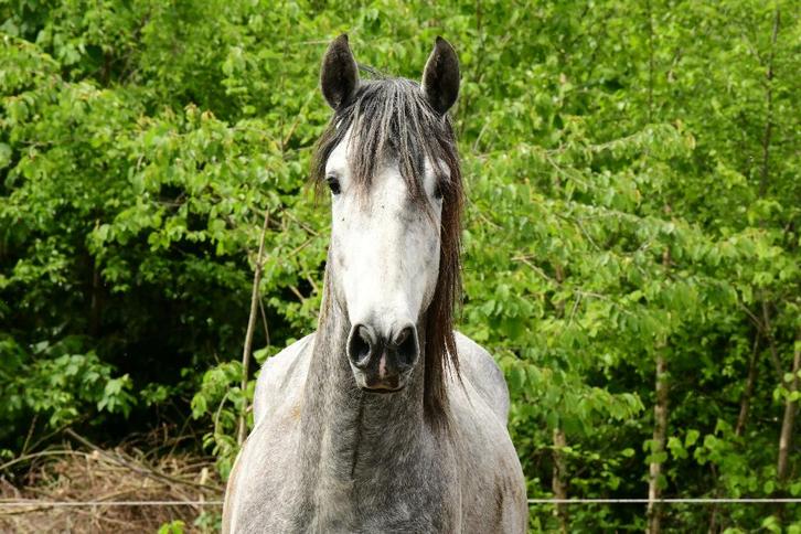 Pre ruin met carta, Animaux & Accessoires, Chevaux, Hongre, Débourré, 160 à 165 cm, 3 à 6 ans, Cheval de dressage, Avec pedigree