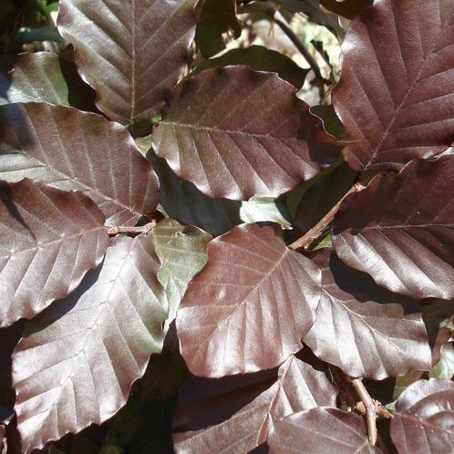 Hêtre pourpre - pot 19 cm, Jardin & Terrasse, Plantes | Arbres, Autres espèces, 400 cm ou plus, Ombre partielle, En pot, Enlèvement