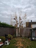 Snoeien en knotten van bomen, Tuin en Terras, Planten | Bomen, Ophalen