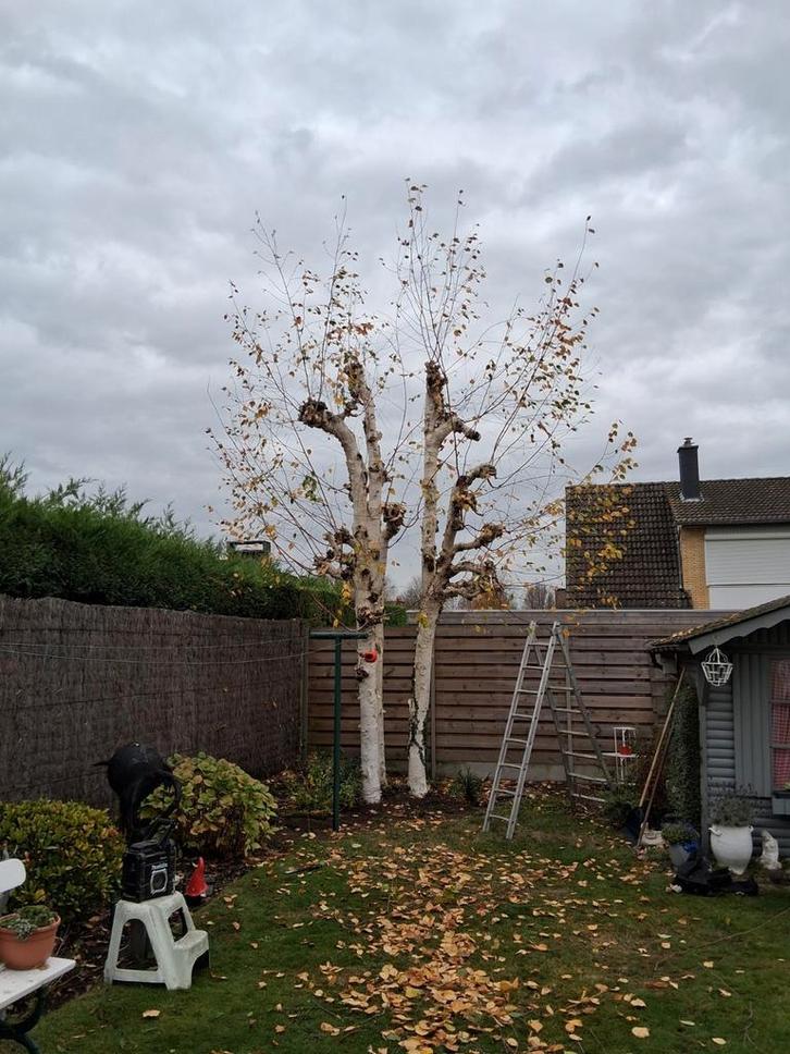 Snoeien en knotten van bomen, Tuin en Terras, Planten | Bomen, Ophalen
