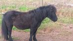 Gezocht pony , ezel , paard, Dieren en Toebehoren