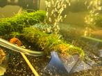 Blue sapphire neocaridina, Overige typen, Zoetwatervis, Schoolvis