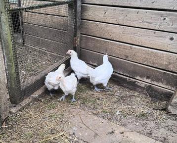 3 bressekippen en 1 bressehaan beschikbaar voor biedingen