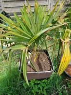 3 palmbomen, Tuin en Terras, Planten | Tuinplanten, Ophalen of Verzenden