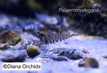 Zeeaquarium Garnaal Palaemon elegans beschikbaar voor biedingen
