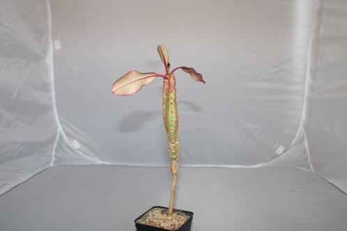 euphorbia leuconeura boiss, Huis en Inrichting, Kamerplanten, Vetplant, Minder dan 100 cm, Groene kamerplant, Volle zon, In pot