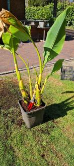 Musella lasiocarpa, Tuin en Terras, Planten | Tuinplanten, Ophalen, Winter