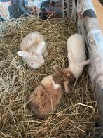Gele en witte Minilopjes, Klein, Hangoor, 0 tot 2 jaar